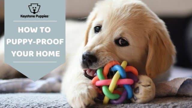 7 Puppy Proofing Tips for Your Home