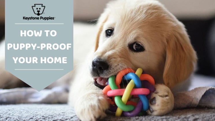 Puppy Proof Home 1