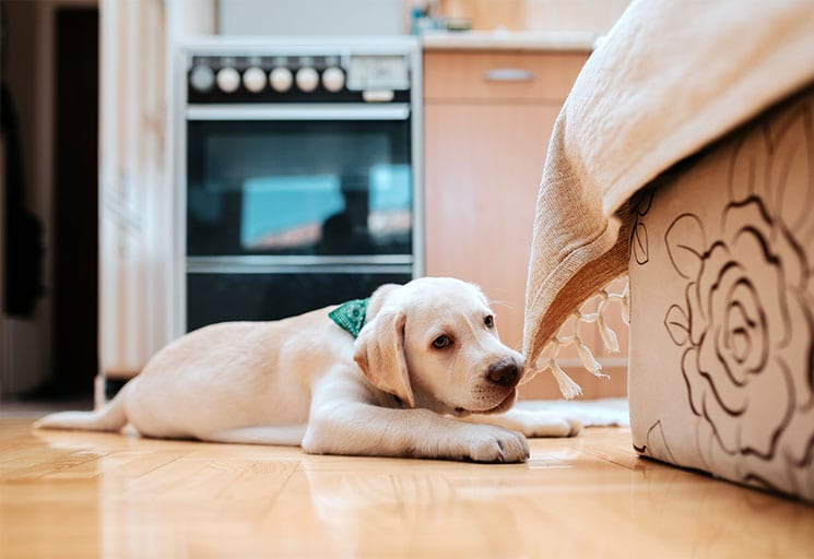 Yellow Lab puppy chewing on furniture