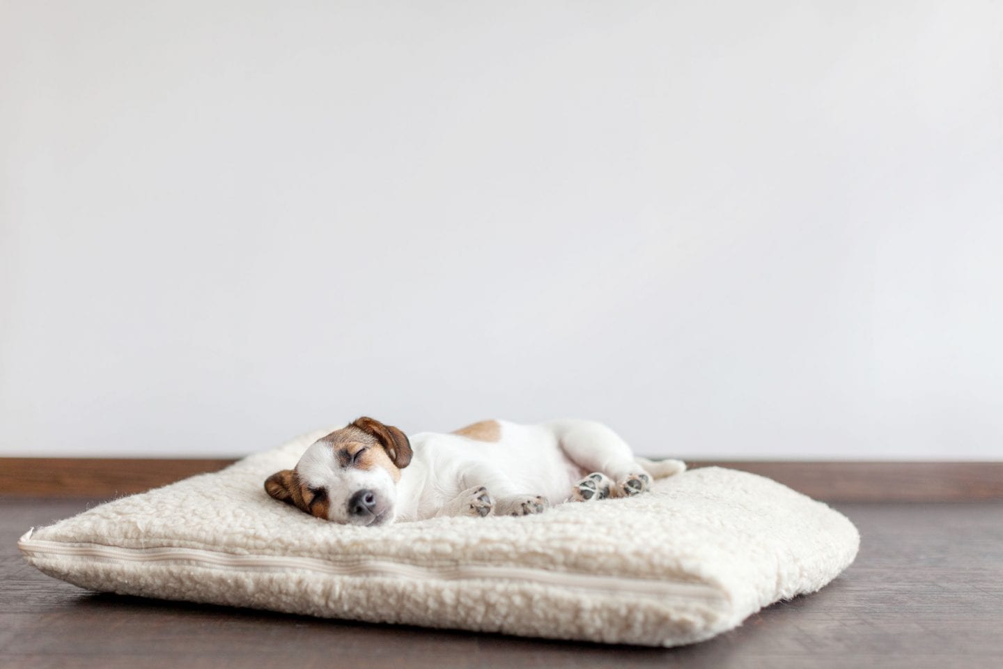 Puppy sleeping on dog bed in new home