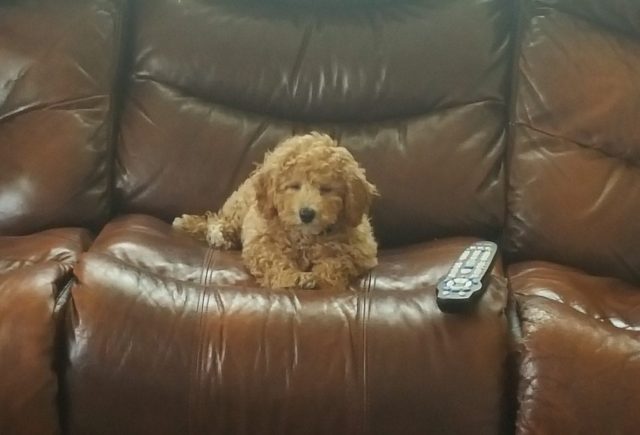 Love my new BichPoo puppy Tristen!