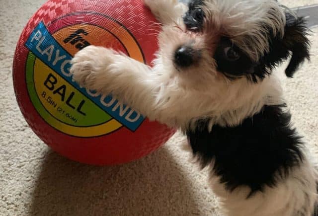 Bella. Parti Yorkie