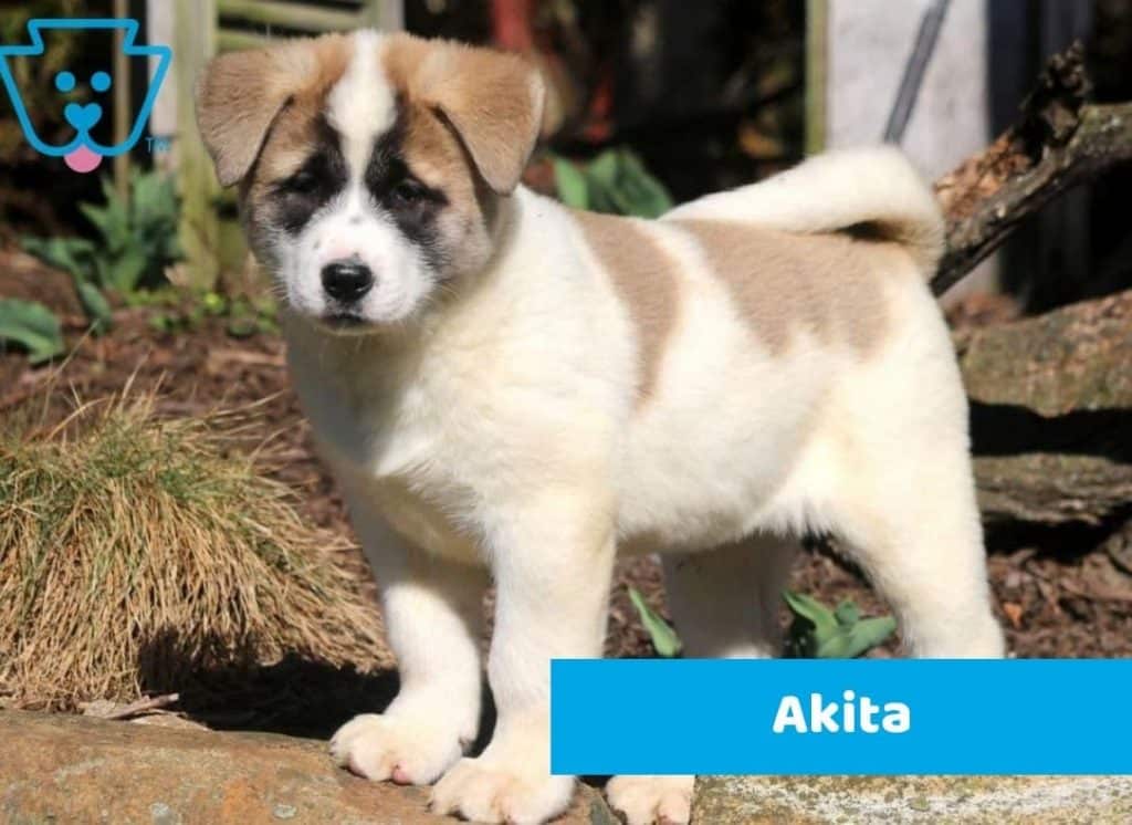 Rare Akita puppy for sale in PA