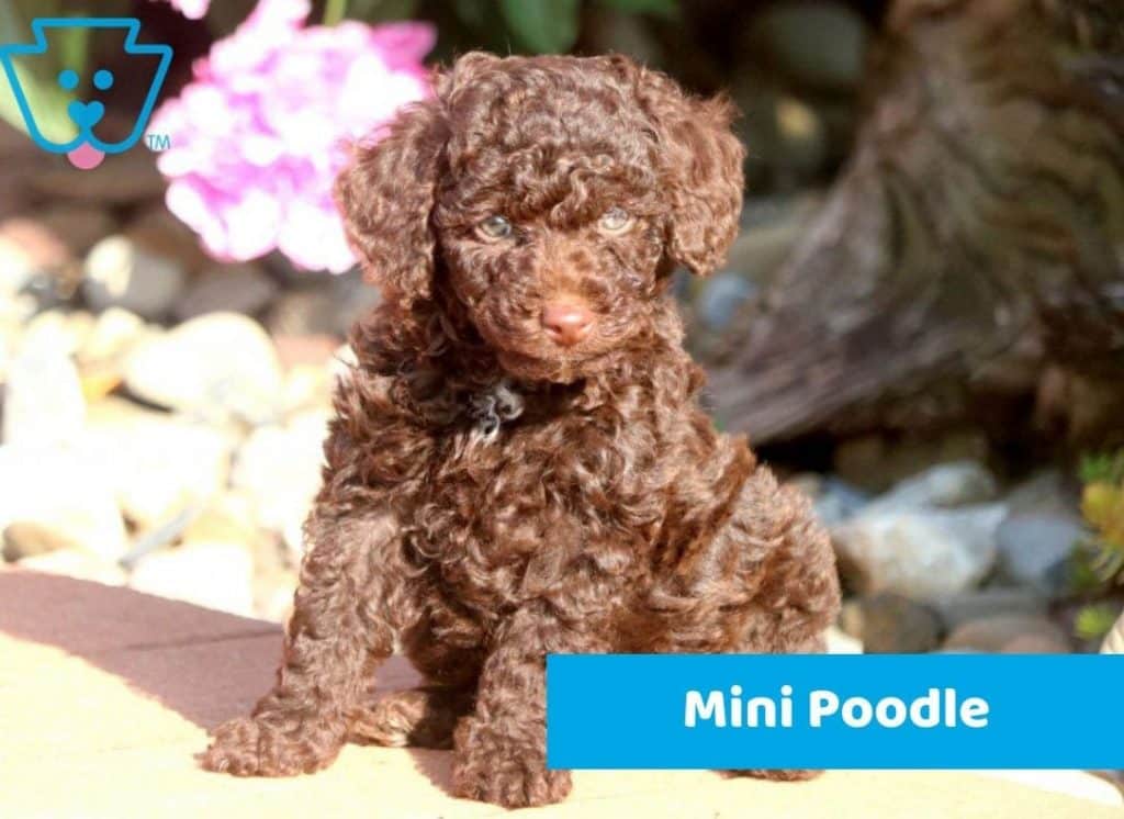 Brown Mini Poodle puppy