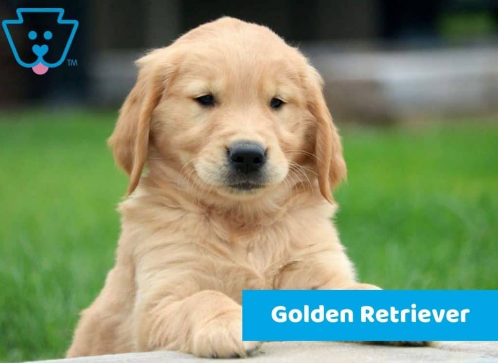 Golden Retriever puppy for sale in PA