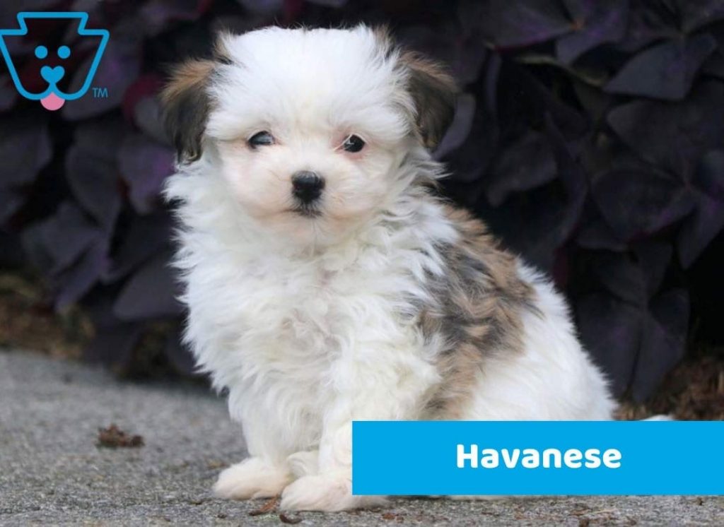 Havanese puppy for sale