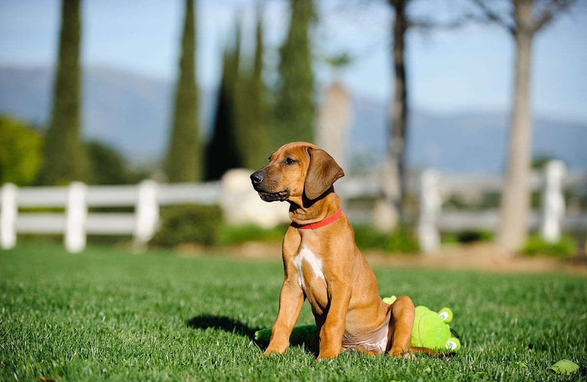 Puppy enjoying backyard of new home