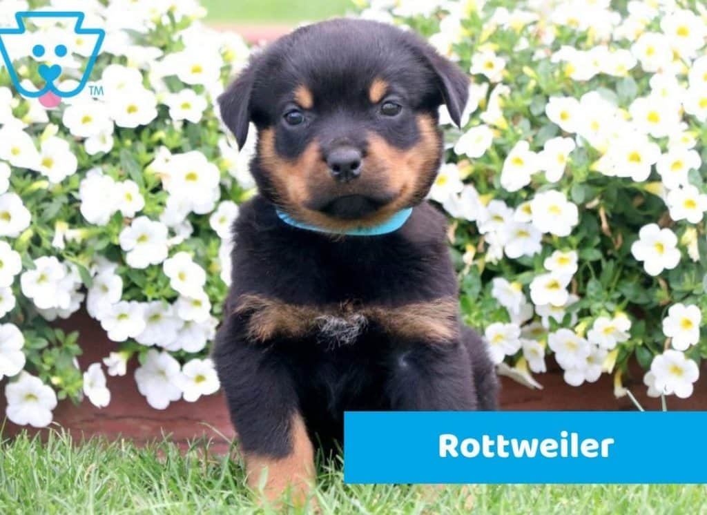 Gentle Rottweiler puppy for sale in PA