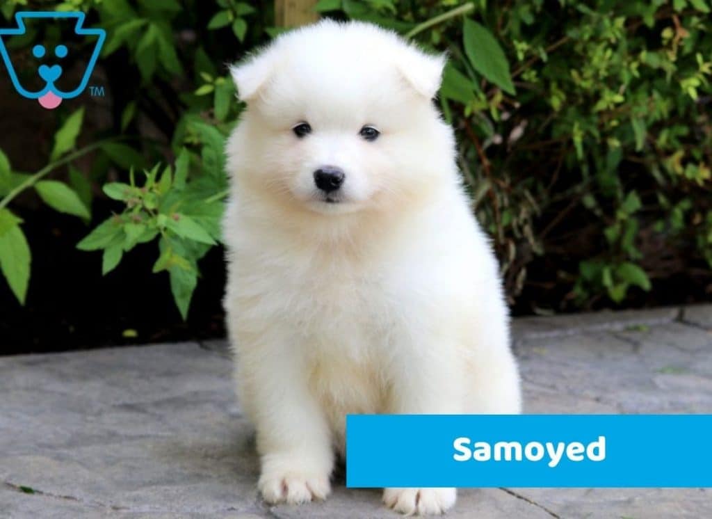 Samoyed puppy for sale in PA