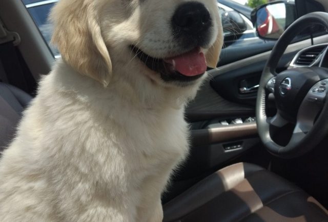 Perfect Adoption Process