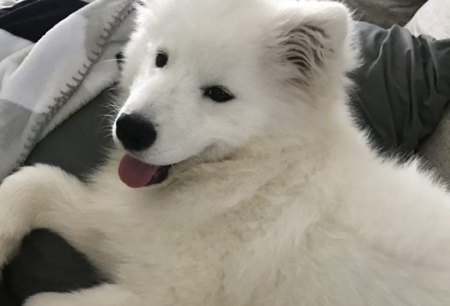 Hope (Samoyed)
