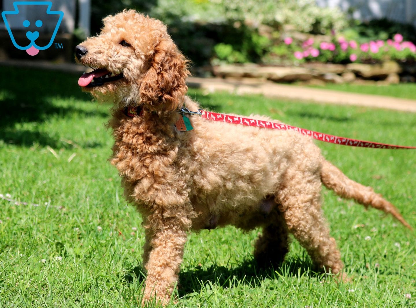 poodle crypto locker