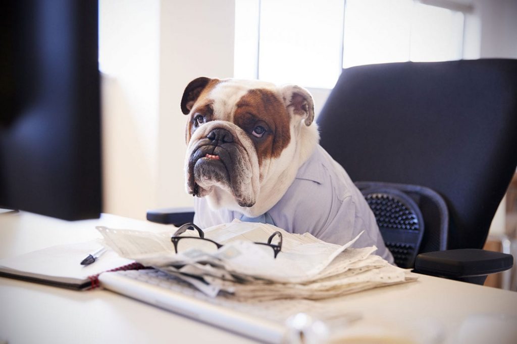 Dog using the computer to fight puppy scans