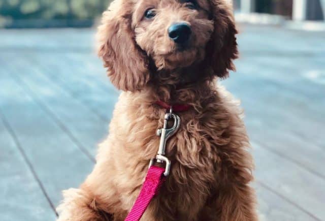 Keystone Puppies are awesome!