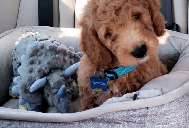 Keystone Puppies – The Best!