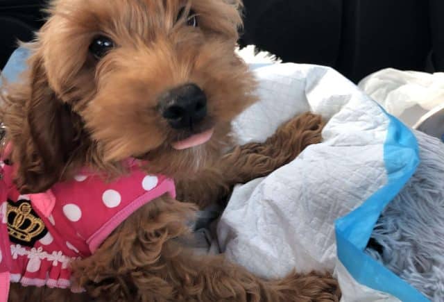 Thanks for beautiful puppy
