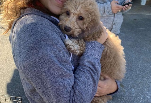 New Puppy