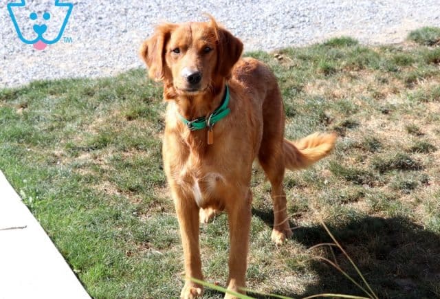 Dam - Tina - Golden Retriever