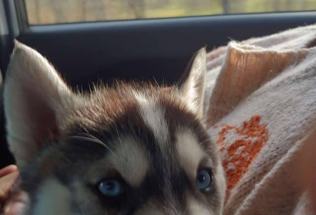 Wonderful addition to the family