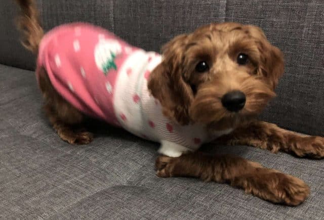 Update on cockapoo puppy