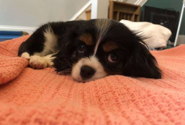 Angel – Cavalier King Charles Spaniel