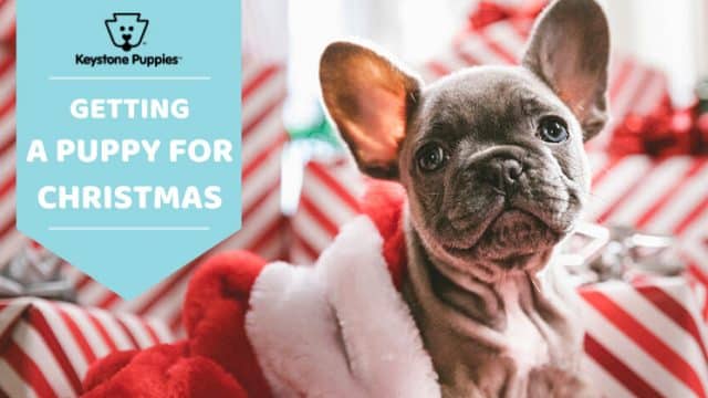 Everything to Know About Giving & Getting a Puppy for Christmas