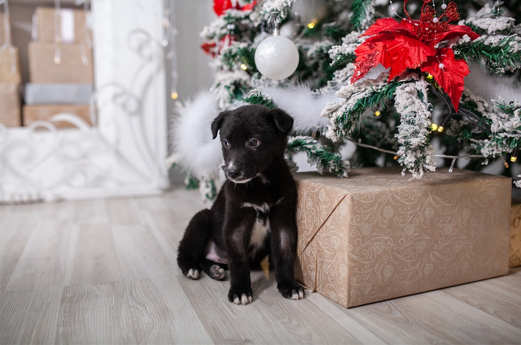 Black puppy sitting by Christmas tree