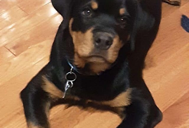 Roman is the best puppy ever!!!