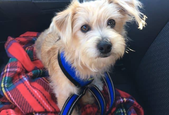Yorkiechon