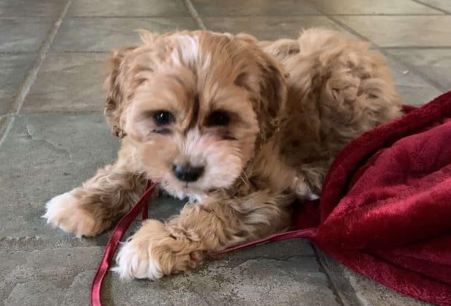 Healthy, happy, new puppy
