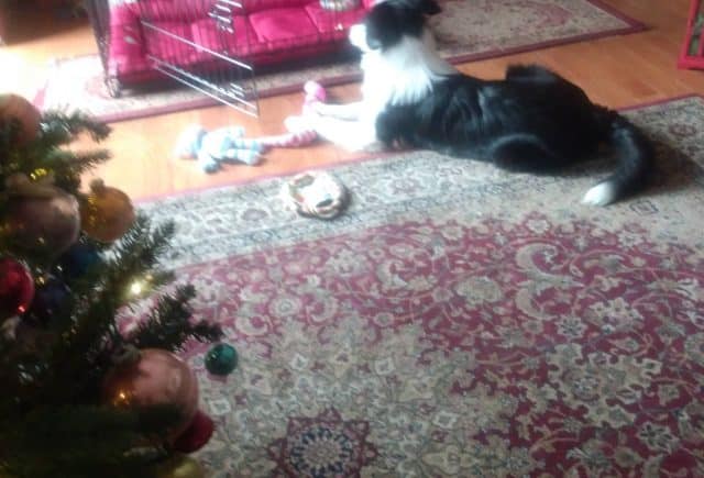 I purchased flower from David Faus after losing my 18 year old border collie to old age.