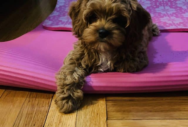 Cavapoo