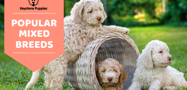 Most Popular Mixed Dog Breeds You’ll Love