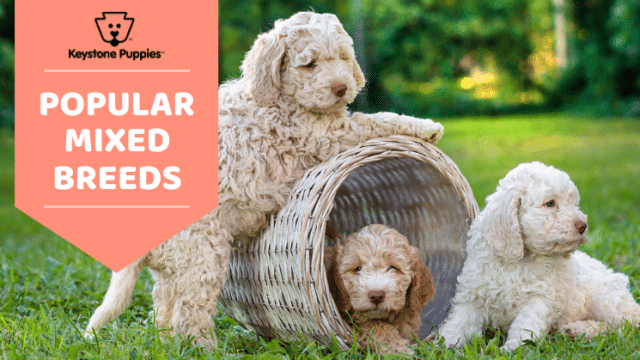 Most Popular Mixed Dog Breeds You’ll Love