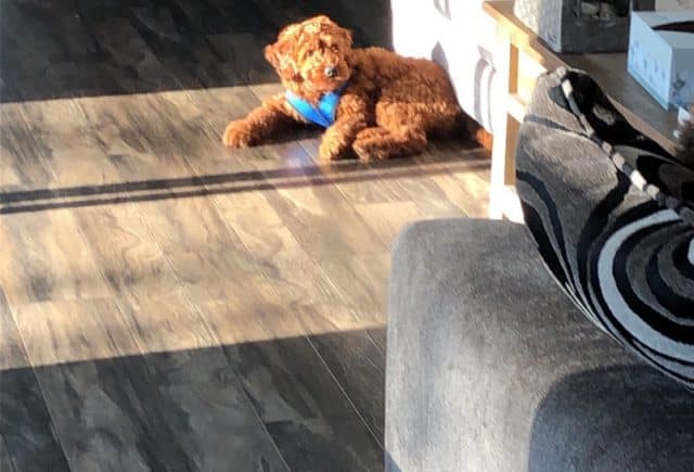 A loving new addition to our family!