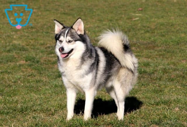 Sire - Wolf (Pomsky)