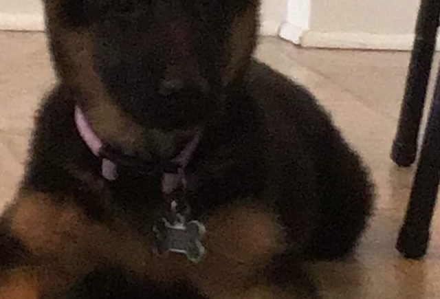 We love our GSD!