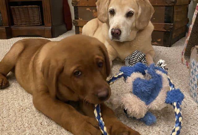 Loving our new addition!
