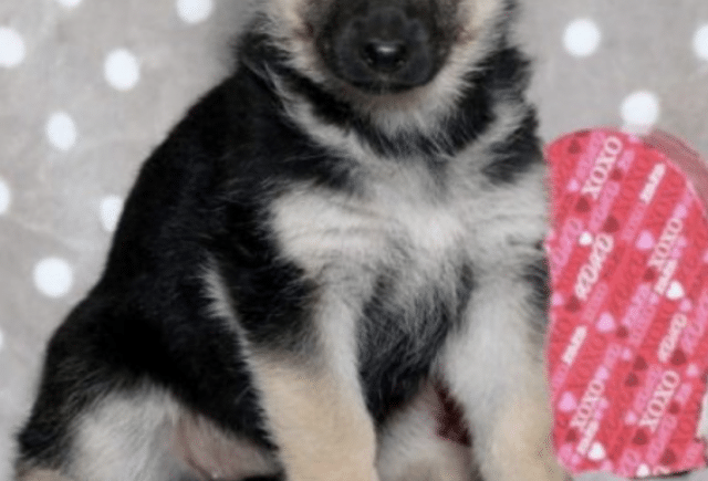 Great puppy