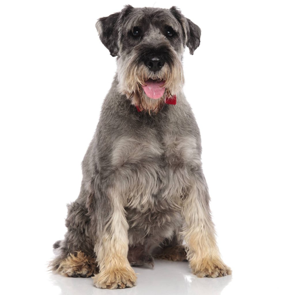 Mini Schnauzer