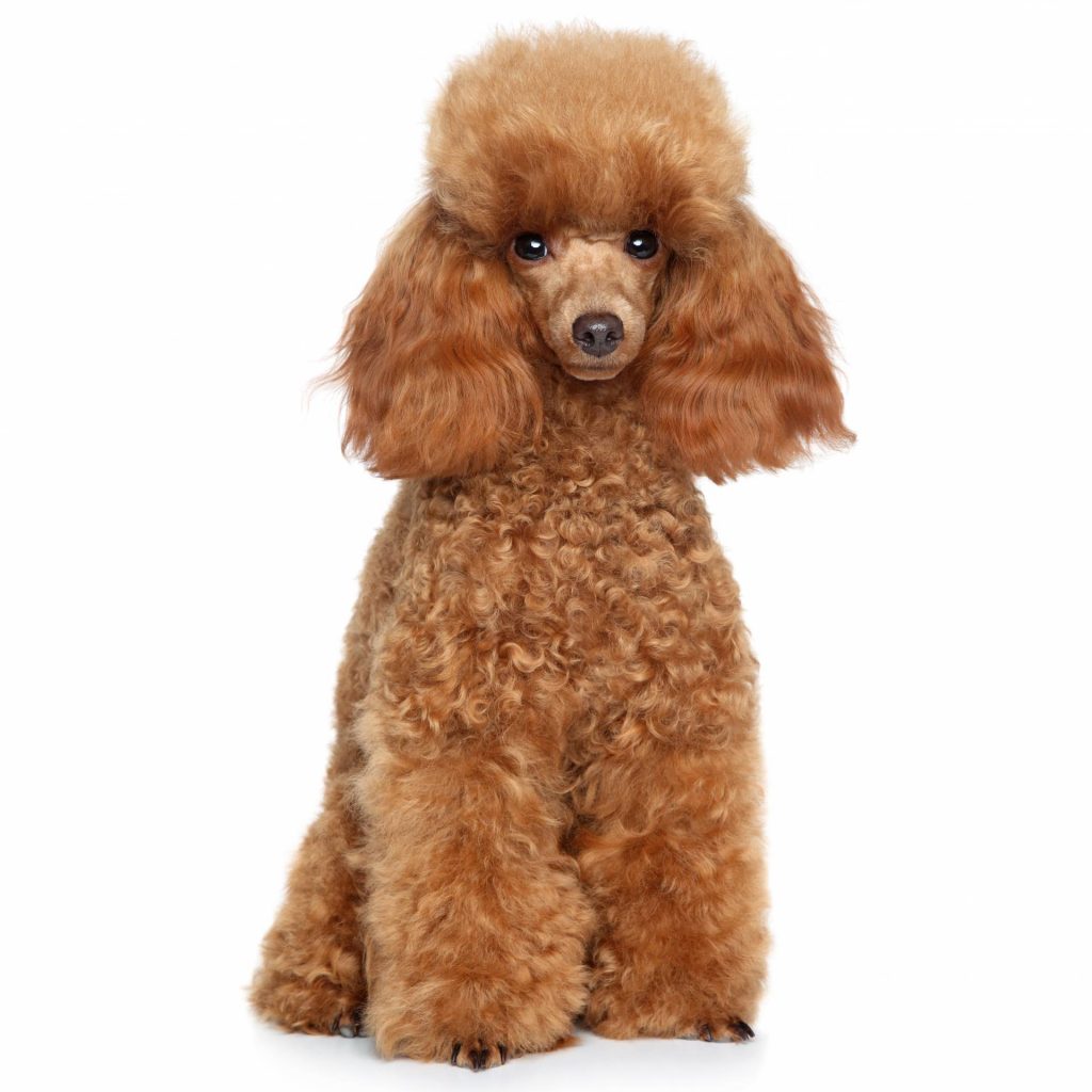 Poodle