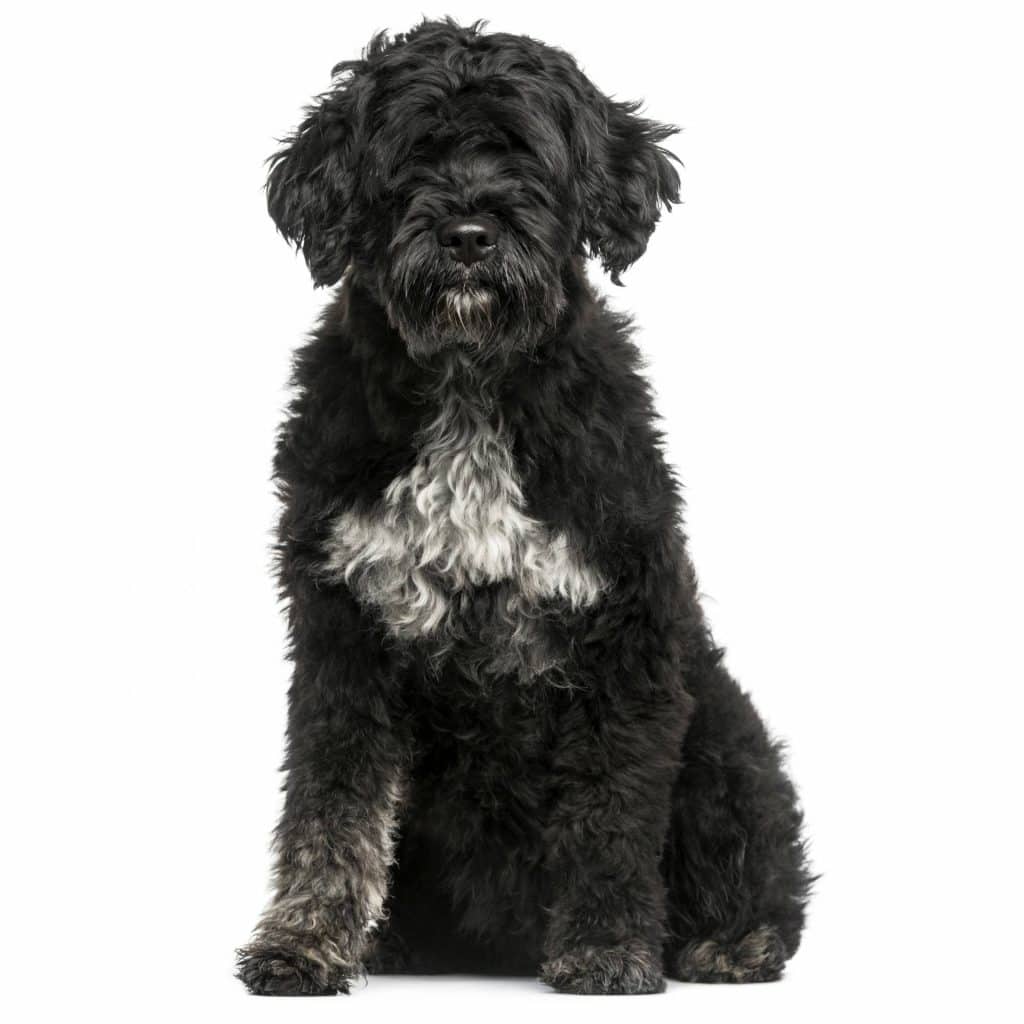 Portuguese Water Dog