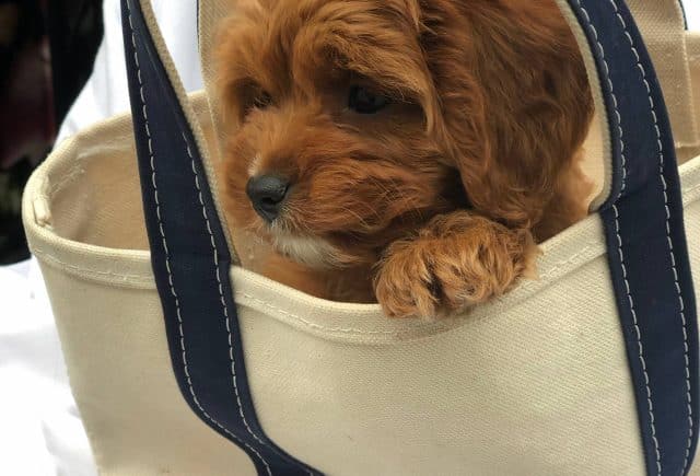Our puppy from Omar Huyard is PERFECT!