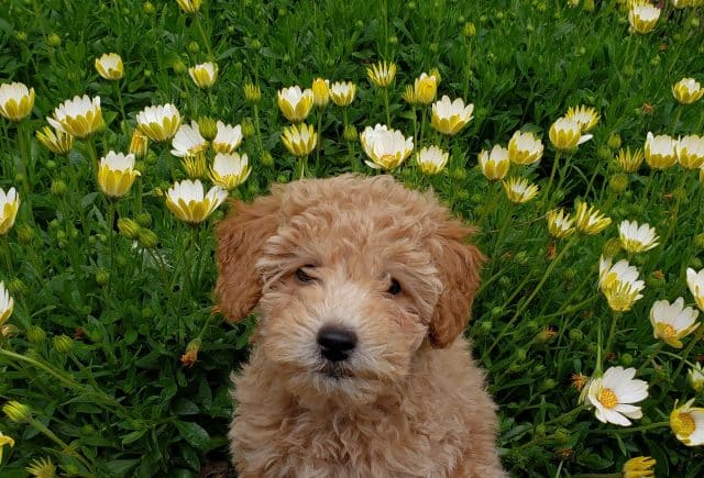 Mini Golden Doodle