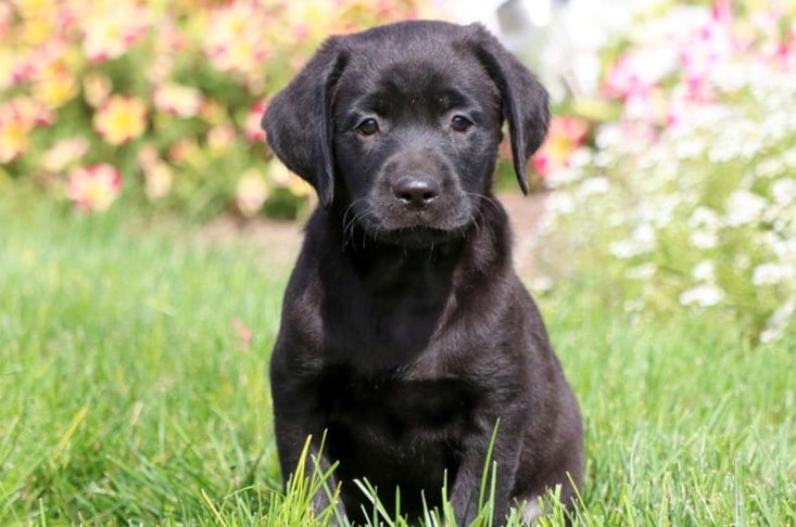 Black Lab Puppy Outdoors