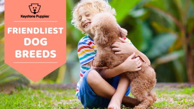 Top 10 Friendliest Dog Breeds