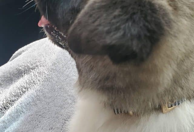 Akita pup