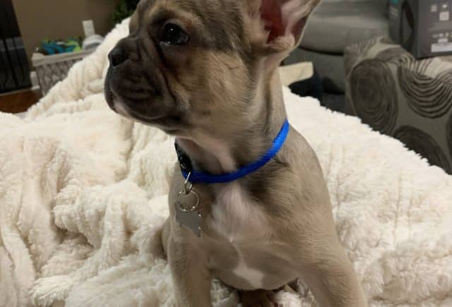 Awesome puppy!