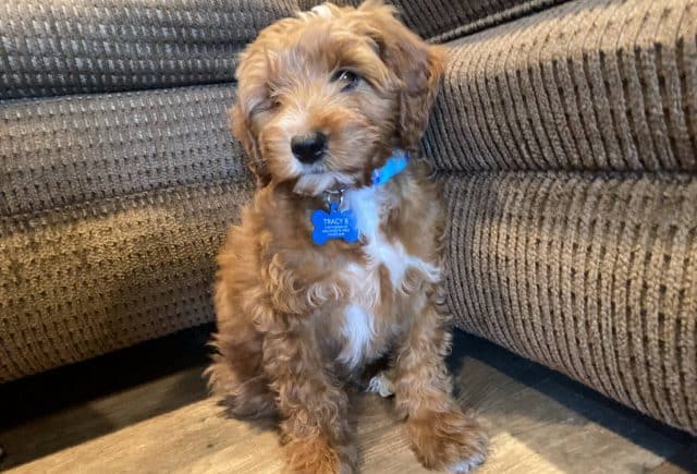 Our new little puppy