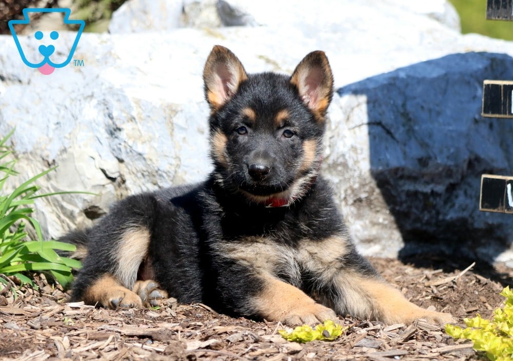 Cute German Shepard puppy in flower bed 